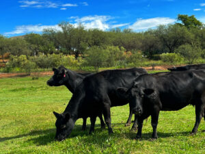 Arizona cattle eating grass