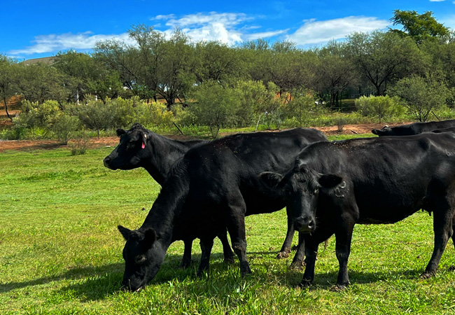 Grass Fed Beef