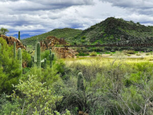 Northern Arizona Grass Land